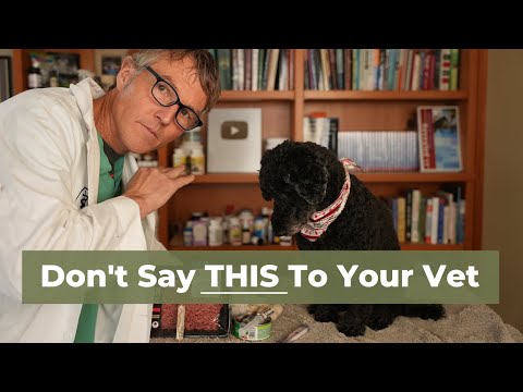 7 Things to Never Say to Your Vet