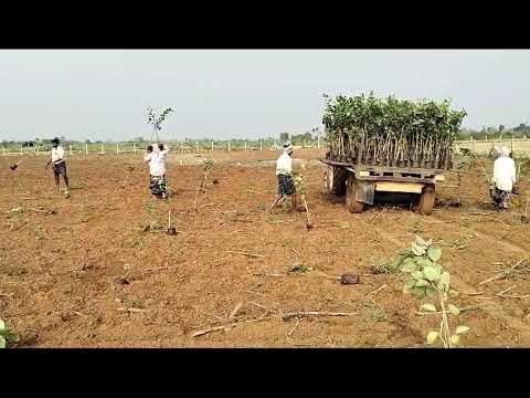 Unlock Profits with Sandalwood Farming Land Investment | The Untapped Goldmine for Smart Investors