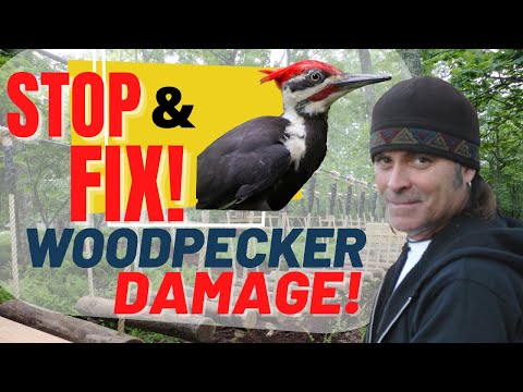 Challenge Course Pro Tips!™ WOODPECKERS! How to apply DETERRENTS and repair the DAMAGE!