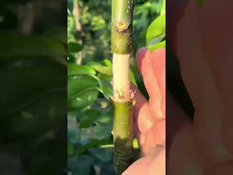 &quot;Master the Art of Grafting Pear Saplings: Unlocking Nutrient-Packed Soil Secrets for Healthy Growth