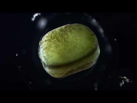 Xenopus laevis embryonic development from single cell stage to tailbud stage
