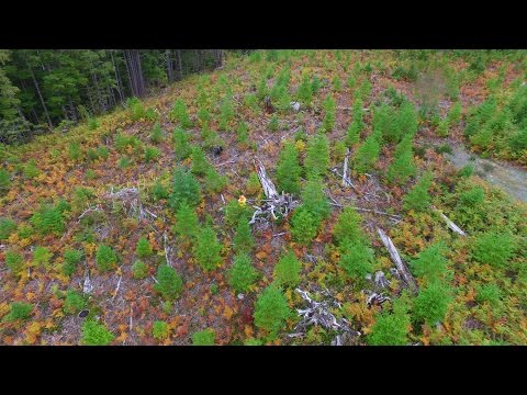 Silviculture Surveying with UAVs in Forest Management